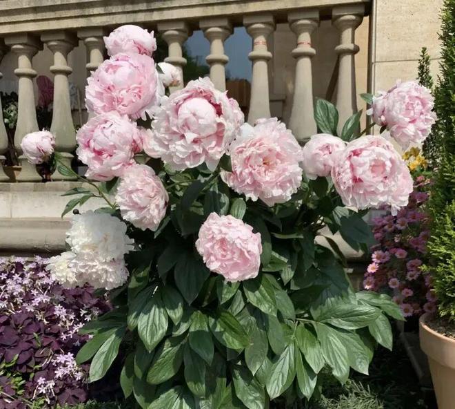 2025年最受欢迎的花卉竟然是芍药花南方花友买的最多！(图4)