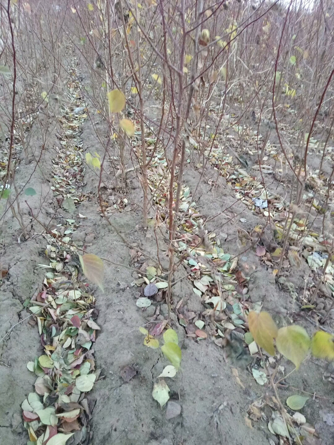 盐湖区秋季造林掀热潮：补植补栽添新绿 筑牢黄河生态屏障(图1)