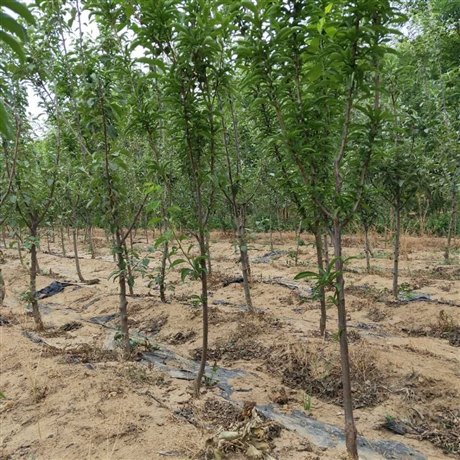 福建永安成功引种黑木相思(图1)