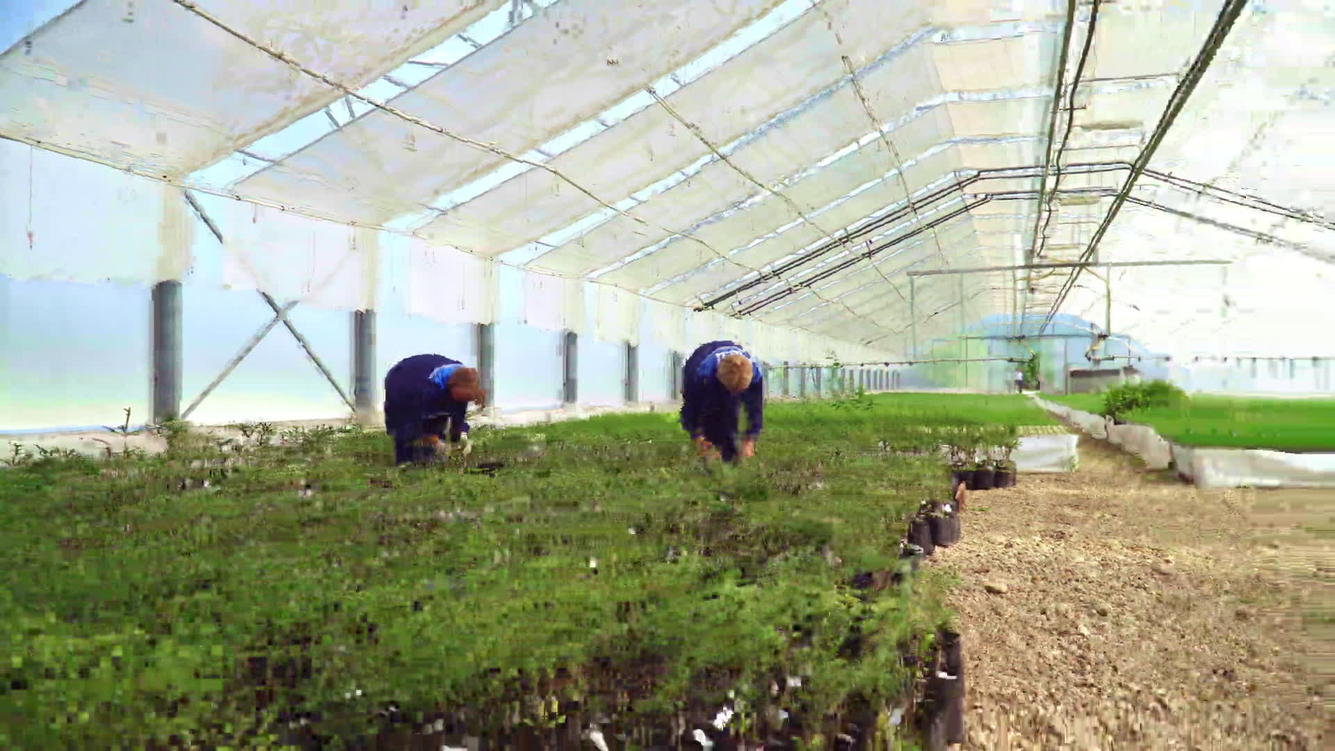 沿海盐碱地改造蓖麻种植示范项目启动(图1)