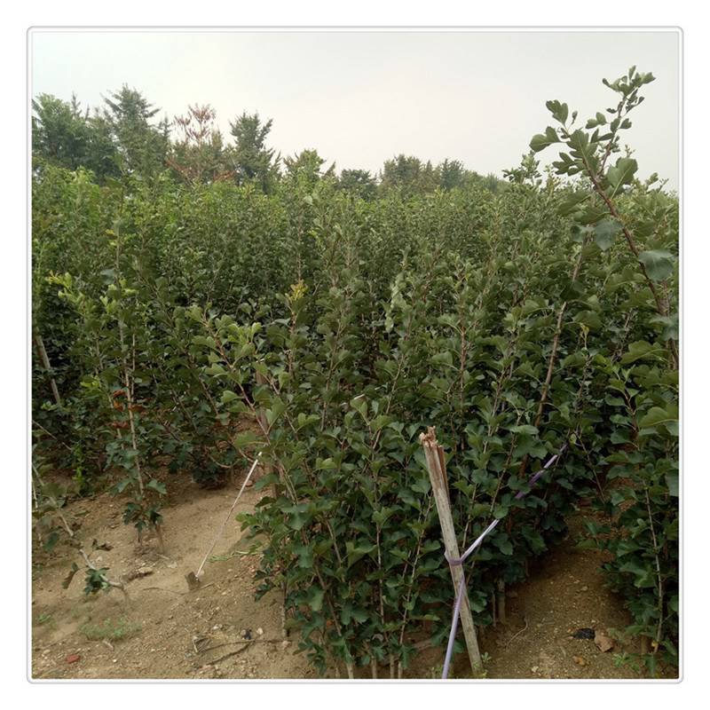 浅论优质苗木培育的关键环节(图1)