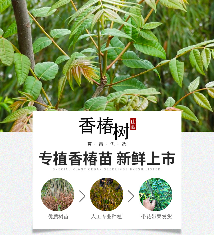 从“村味”到“村业”：白沙荣邦乡村味发布会 让小苗木撬动大市场(图1)