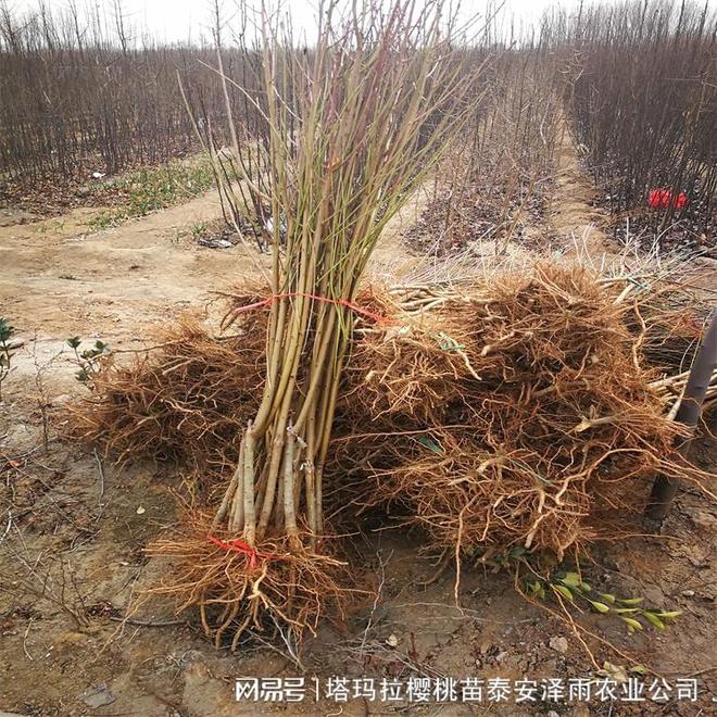 红玫瑰油桃树苗：外观口感俱佳种植效益显著(图1)