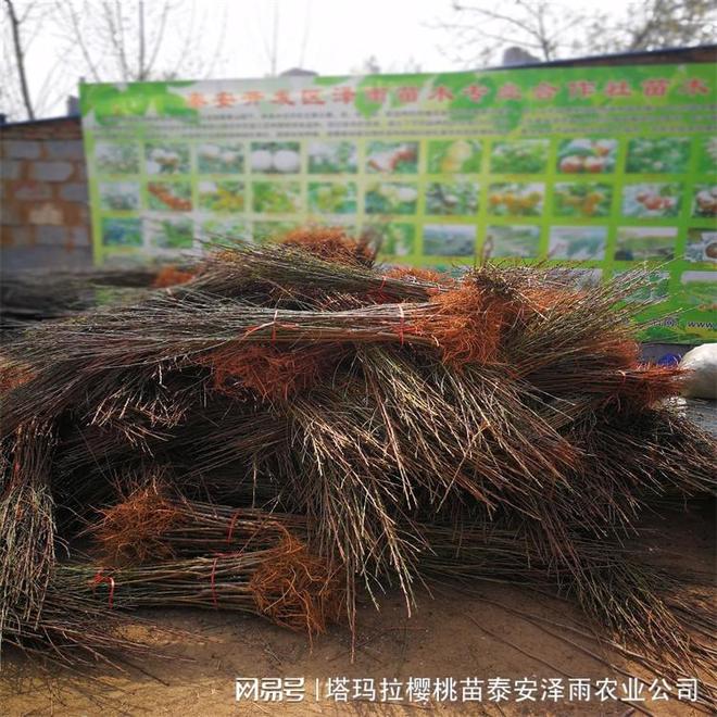 红玫瑰油桃树苗：外观口感俱佳种植效益显著(图2)