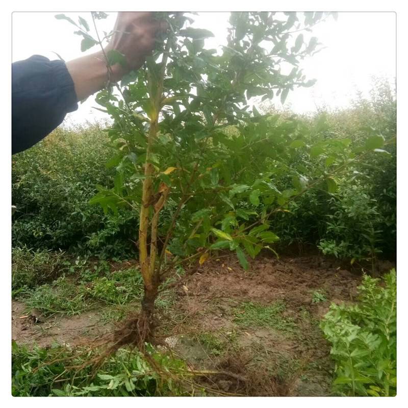 石嘴山市“关注森林”活动组委会深入基层开展全市生态建设视察工作(图1)