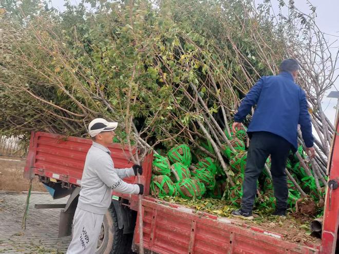 和布克赛尔县夏孜盖乡免费发放285株优质果树苗激活庭院经济活力(图2)