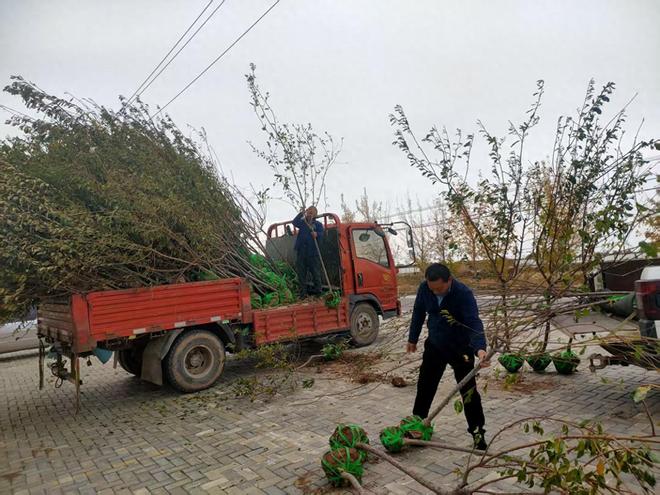 和布克赛尔县夏孜盖乡免费发放285株优质果树苗激活庭院经济活力(图1)