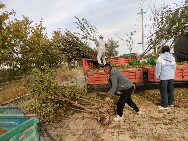 和布克赛尔县夏孜盖乡免费发放285株优质果树苗激活庭院经济活力(图3)