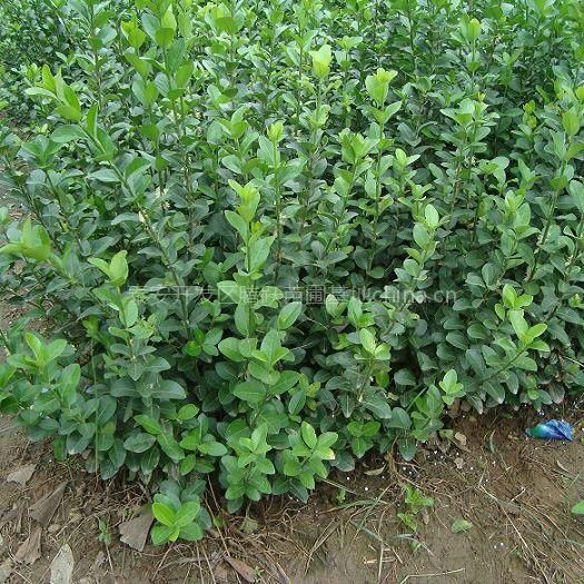 遍山绿促群众富——郧阳区深入推进“两山”转化纪略(图1)