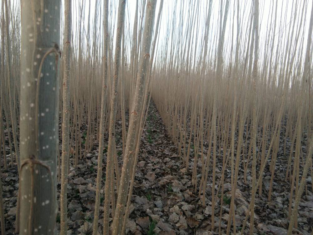 静宁：“金果”筑就富民路(图1)