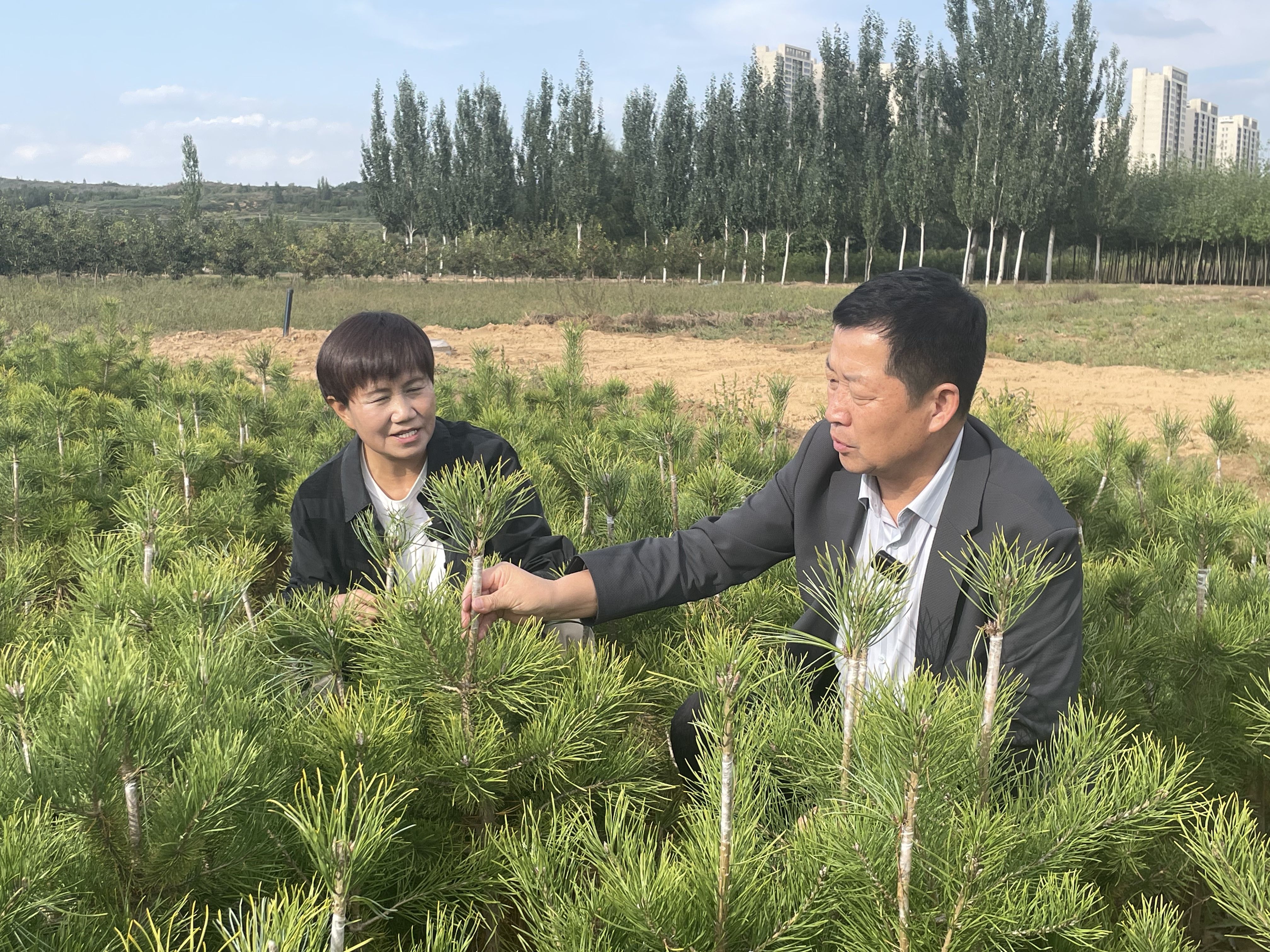 榆林积极推动林地资源变现开辟绿色发展新路径——红松“联姻”樟子松 沙地增绿又生“金”(图1)