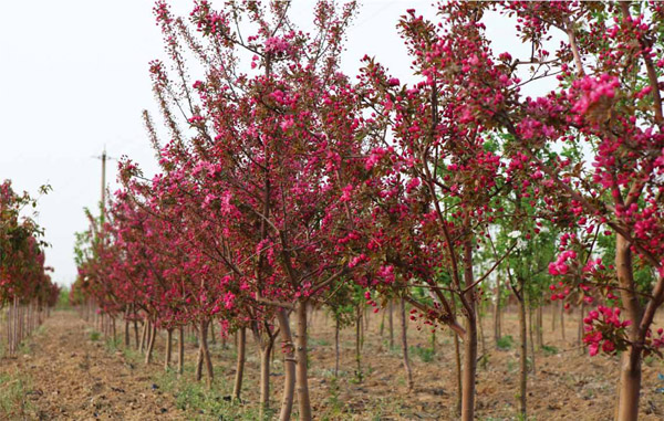 长春注重发展特色经济作物种植业(图1)