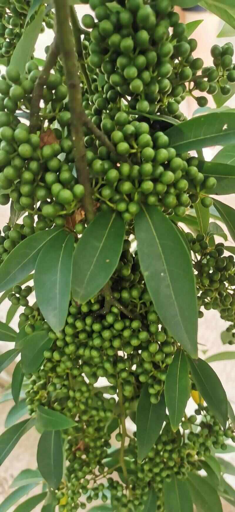 凭啥变身10亿“金果果”？广东山苍子的生态致富密码(图1)