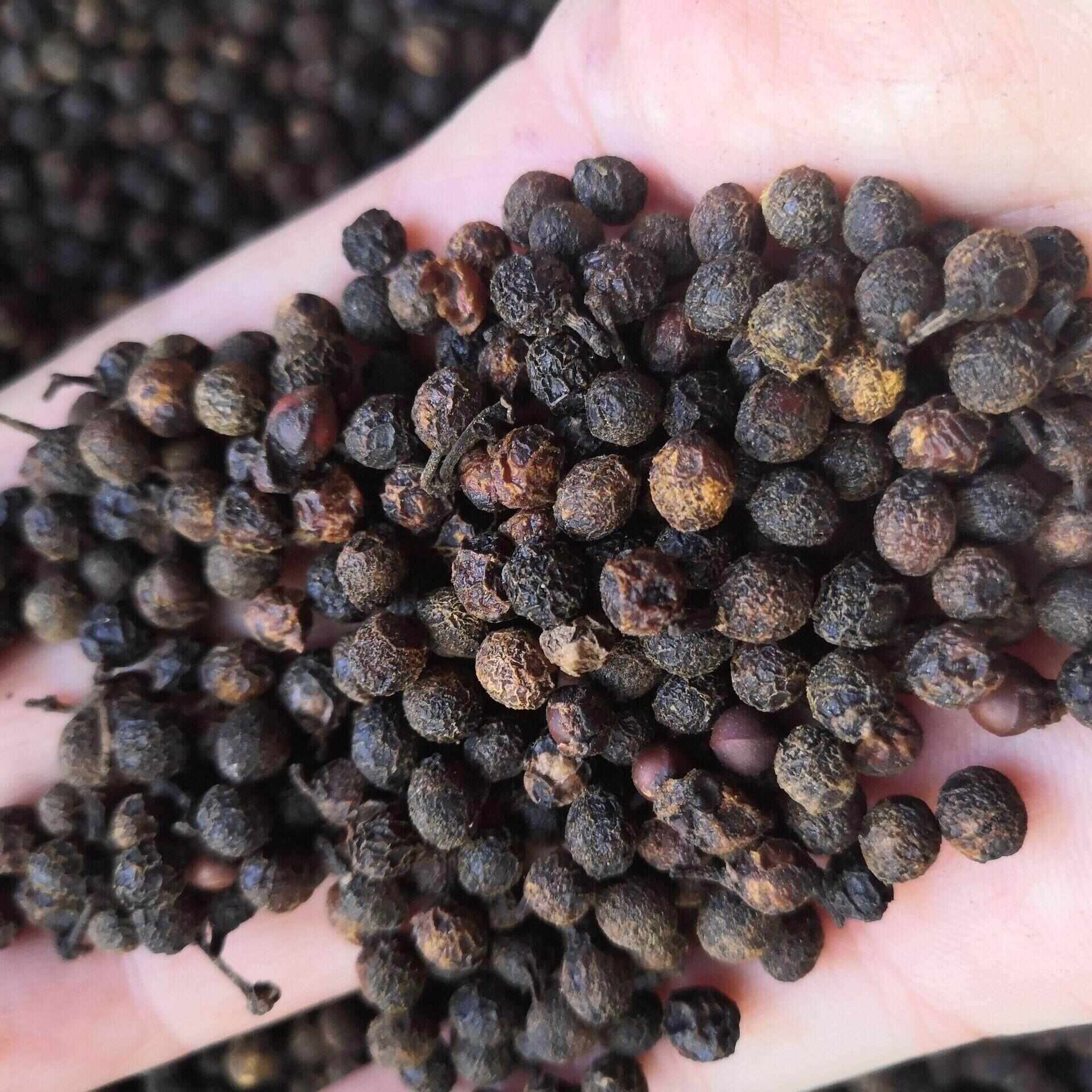 凭啥变身10亿“金果果”？广东山苍子的生态致富密码(图2)