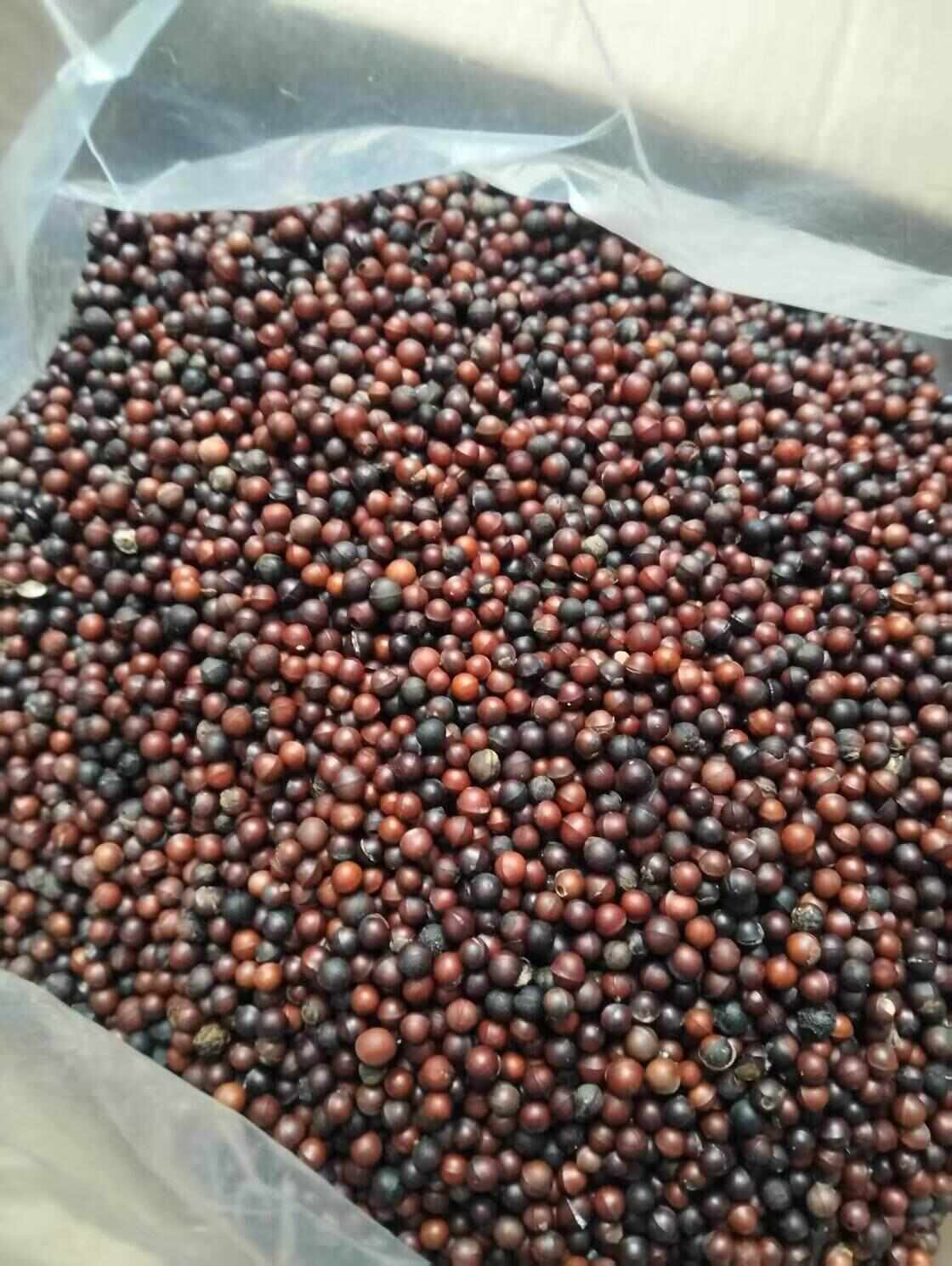 凭啥变身10亿“金果果”？广东山苍子的生态致富密码(图3)