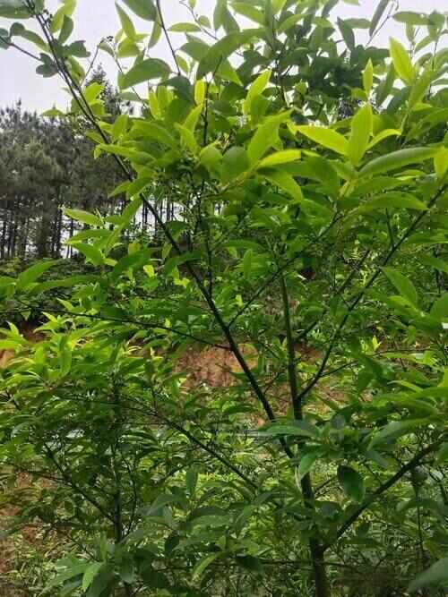 凭啥变身10亿“金果果”？广东山苍子的生态致富密码(图4)