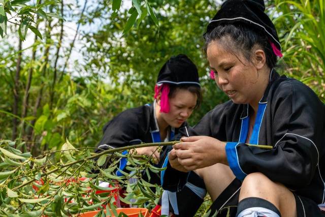 一颗山苍子的新生：粤北山野“小辛香”如何迈向“大市场”(图1)