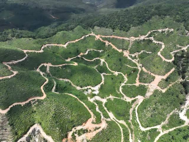 一颗山苍子的新生：粤北山野“小辛香”如何迈向“大市场”(图2)