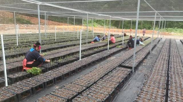 一颗山苍子的新生：粤北山野“小辛香”如何迈向“大市场”(图5)