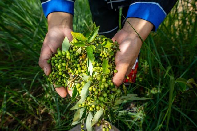 一颗山苍子的新生：粤北山野“小辛香”如何迈向“大市场”(图4)