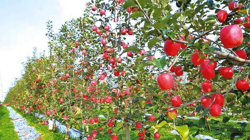小果苗撑起千阳苹果“新赛道”(图1)