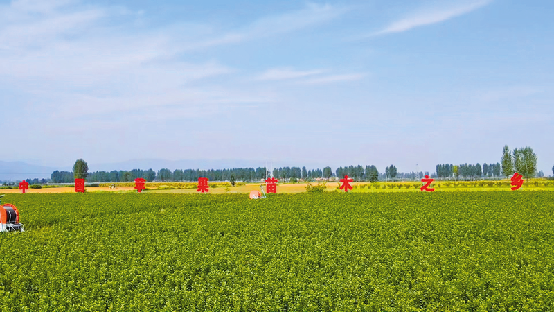 小果苗撑起千阳苹果“新赛道”(图2)