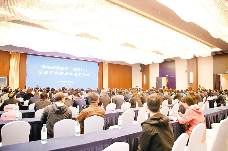 小果苗撑起千阳苹果“新赛道”(图3)