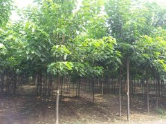 银川设施甜樱桃产业现状分析与高质量发展路径(图1)