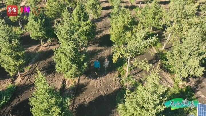 “县”在起笔 青绿绘江山丨天山映翠处云杉碧水共新生(图3)