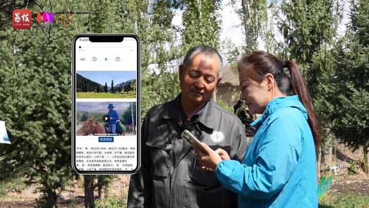 “县”在起笔 青绿绘江山丨天山映翠处云杉碧水共新生(图4)