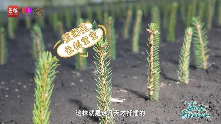 “县”在起笔 青绿绘江山丨天山映翠处云杉碧水共新生(图6)