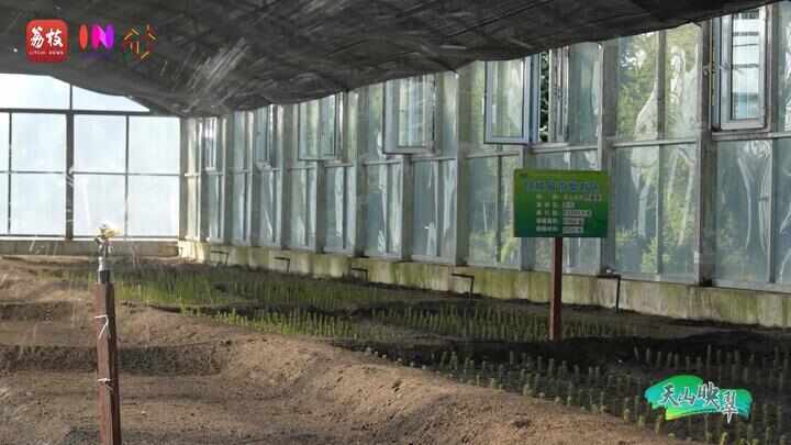 “县”在起笔 青绿绘江山丨天山映翠处云杉碧水共新生(图7)