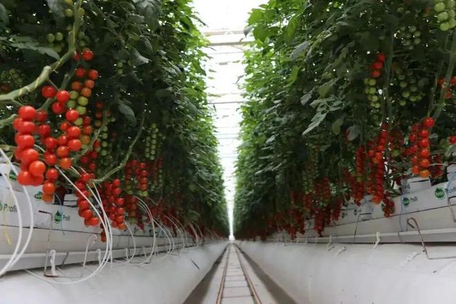 10月25日我们一起到杨凌逛农高会！攻略看过来→(图4)