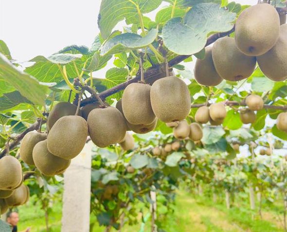 10月25日我们一起到杨凌逛农高会！攻略看过来→(图10)