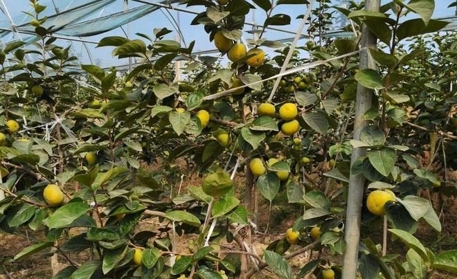 10月25日我们一起到杨凌逛农高会！攻略看过来→(图9)