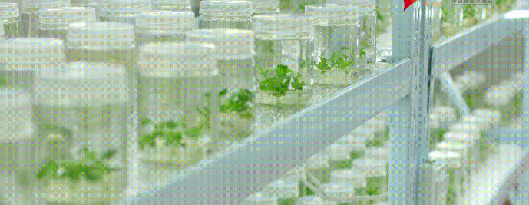 10月25日我们一起到杨凌逛农高会！攻略看过来→(图20)