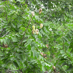 全民“植绿”、精准“护绿”、多元“兴！电白打造绿美生态建设样板(图1)