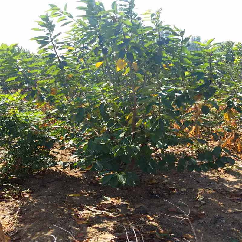 我市召开2023年春季植树造林暨国土绿化试点示范项目启动会(图1)