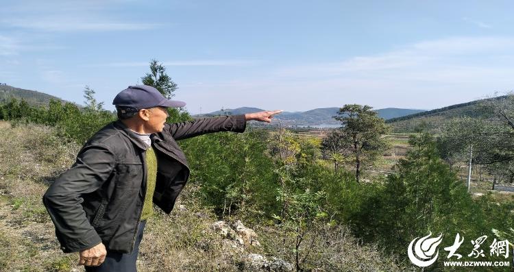 青山不负白发人——记沂南县新兴村四位古稀老人的荒山造林故事(图1)