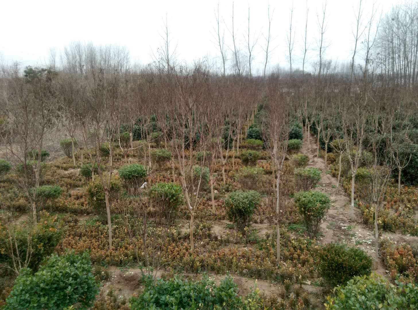 广东连南重启山苍子产业布局(图1)