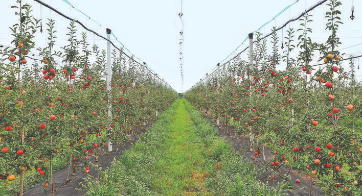 山西临猗县立足“郇阳果园”聚力书写果业高质量发展新篇章(图1)