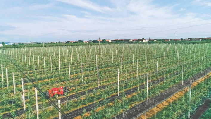 山西临猗县立足“郇阳果园”聚力书写果业高质量发展新篇章(图2)