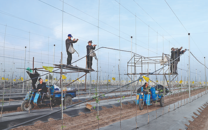 山西临猗县立足“郇阳果园”聚力书写果业高质量发展新篇章(图4)