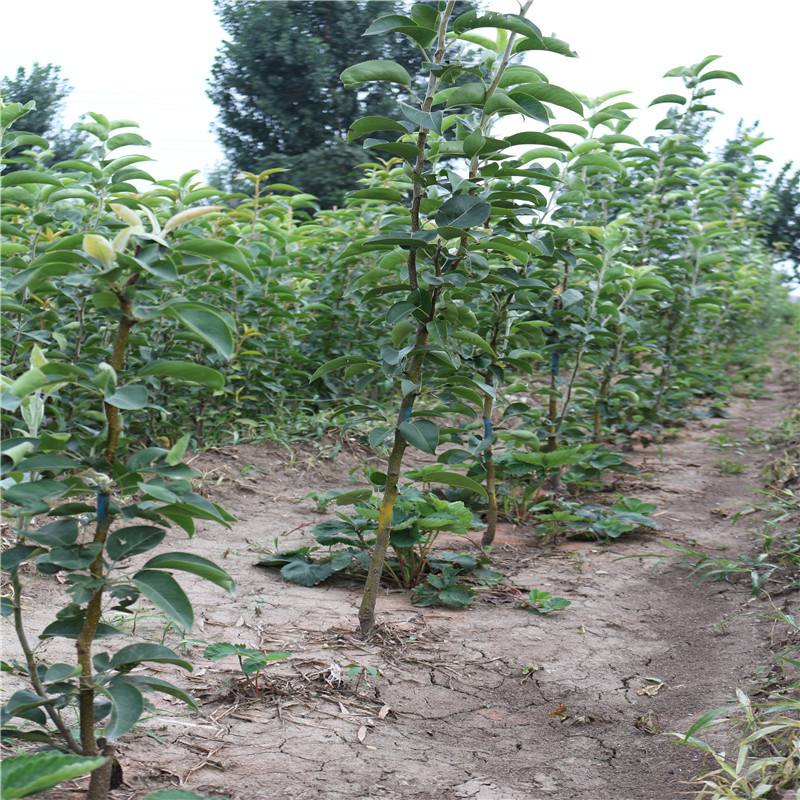 10月25日我们一起到杨凌逛农高会！攻略看过来(图1)