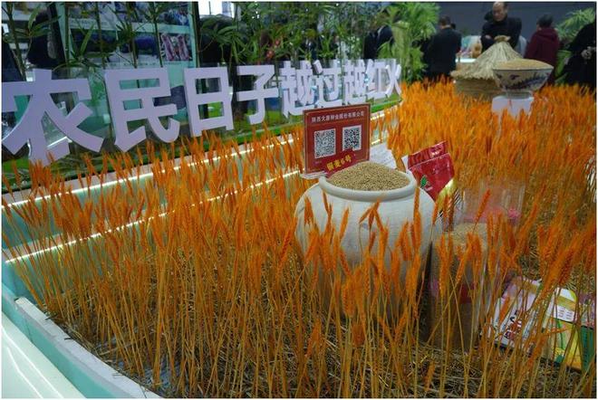 “一粒种”“一株苗”种猪”展现铜川农业硬实力！(图1)