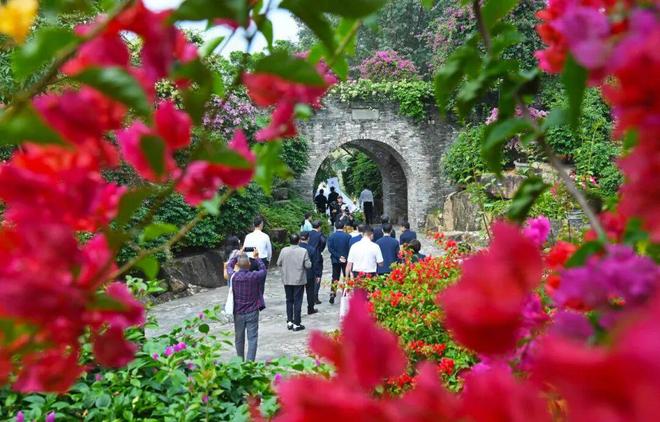 三角梅怒放花都已成花海！十五运来这赏花打卡！(图5)