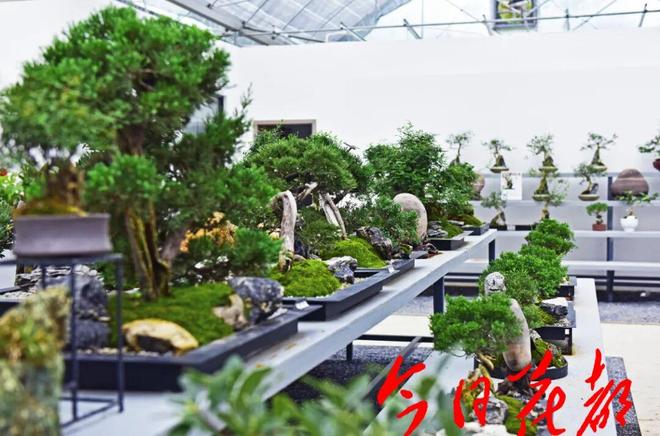 三角梅怒放花都已成花海！十五运来这赏花打卡！(图6)