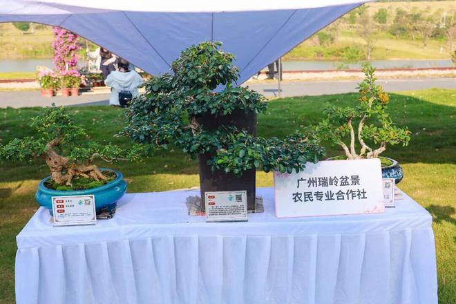 三角梅怒放花都已成花海！十五运来这赏花打卡！(图4)