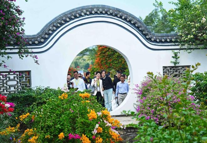 三角梅怒放花都已成花海！十五运来这赏花打卡！(图9)