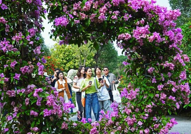 三角梅怒放花都已成花海！十五运来这赏花打卡！(图8)